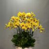 Exquisite Orchid Pot - 0037